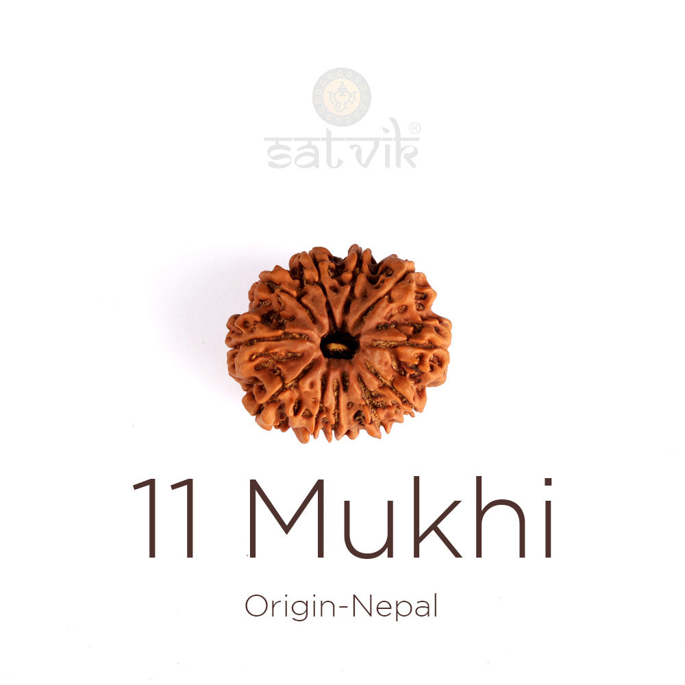 11 Mukhi Rudraksha: Meaning, Benefits, Lord Hanuman Connection & Complete Wearing Guide