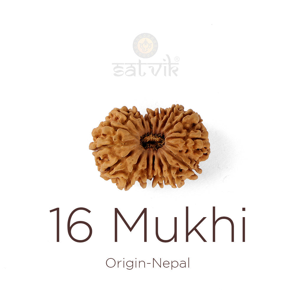 16 Mukhi Rudraksha: Meaning, Benefits, Lord Rama Connection & Complete Wearing Guide