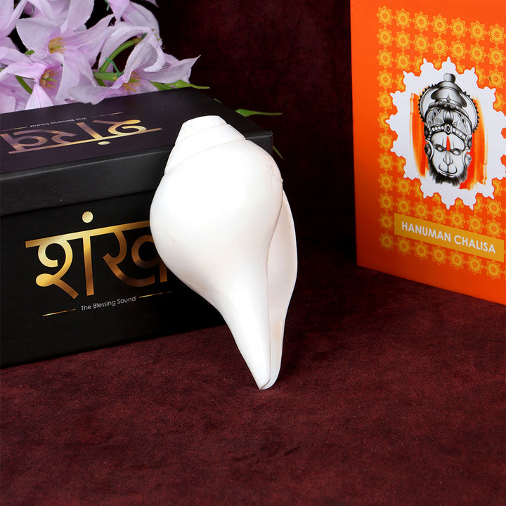 Natural 100% Original Vamavarti Shankha 5 Inch Blowing Conch for Pooja. India’s Largest Pooja Accessories Brand - www.satvikstore.in