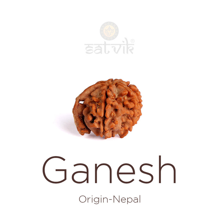 5 Mukhi Ganesh Rudraksha bead natural Nepali regular five face Rudraksha. India’s Premium Rudraksha Beads Brand - www.satvikstore.in