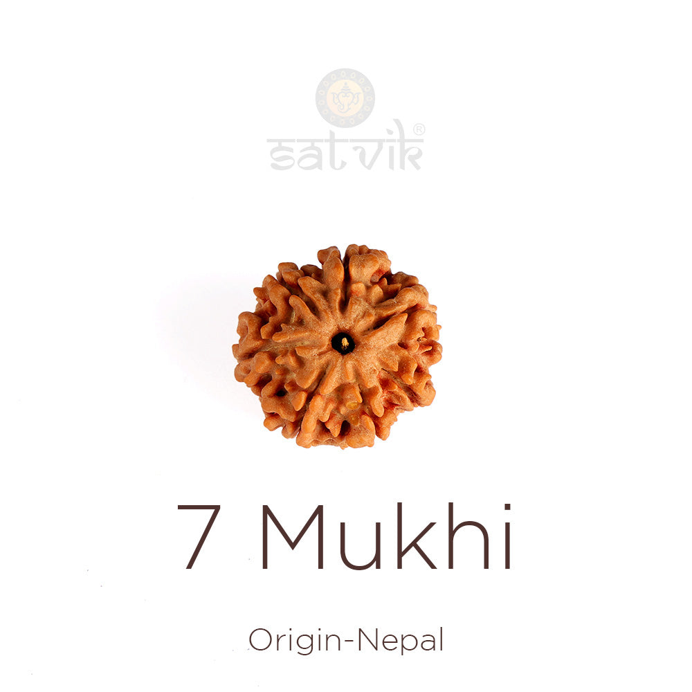 7 Mukhi Rudraksha bead natural Nepali collector seven face Rudraksha. India’s Premium Rudraksha Beads Brand - www.satvikstore.in
