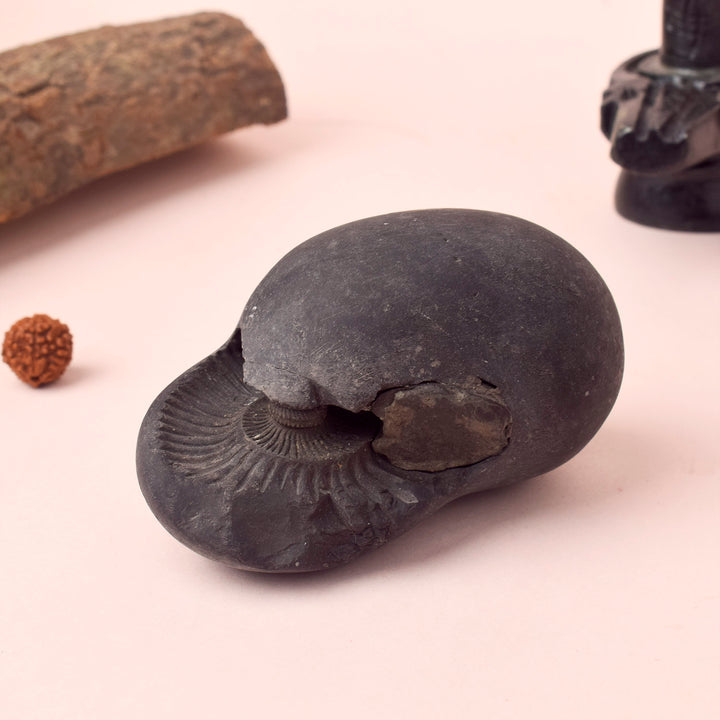 Authentic Kali Gandaki Vishnu Shaligram sacred stone naturally sourced from Nepal River for Hindu puja and Vishnu worship. India’s Largest Pooja Accessories Brand – www.satvikstore.in
