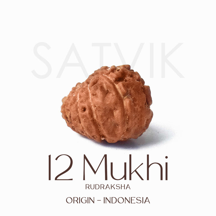 Certified 12 Mukhi Rudraksha bead in brown color from Indo origin placed on red cloth for solar energy, leadership, and spiritual authority. India’s Largest Pooja Accessories Brand - www.satvikstore.in