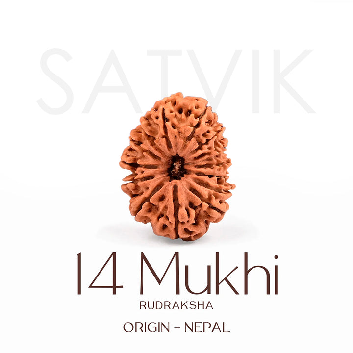 Certified 14 Mukhi Rudraksha Bead from Nepal – Authentic natural brown bead symbolizing Lord Hanuman, used for intuition, strength, and divine protection. India’s Largest Brass Idols Brand - www.satvikstore.in