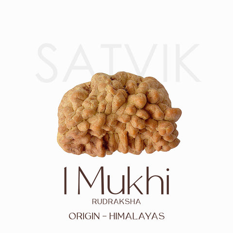 Certified 1 Mukhi Natural Rudraksha Bead (Himalaya)