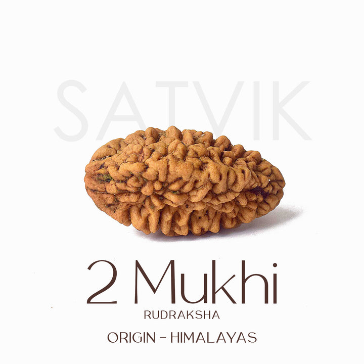 2 Mukhi Rudraksha Beads – Natural Certified Original Rudraksha for Spiritual Balance and Harmony. India’s Largest Pooja Accessories Brand - www.satvikstore.in