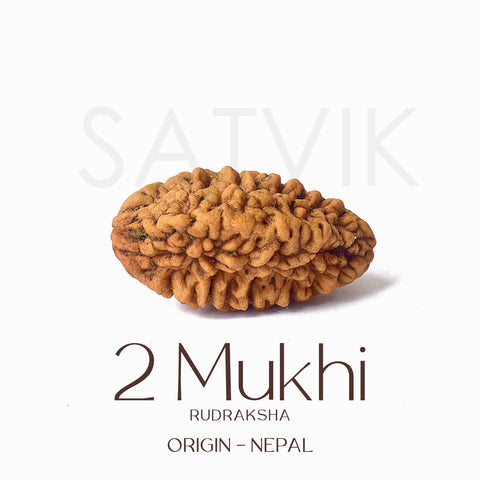 Certified 2 Mukhi Natural Rudraksha Bead (Nepal)