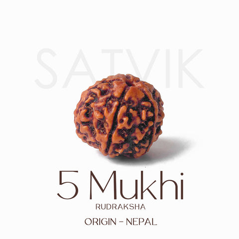 Certified 5 Mukhi Natural Rudraksha Bead (Nepali)