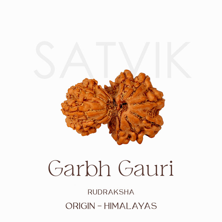 Certified Garbh Gauri Natural Rudraksha Bead from Nepal for fertility blessings, marital harmony, and spiritual protection. India’s Largest Pooja Accessories Brand – www.satvikstore.in
