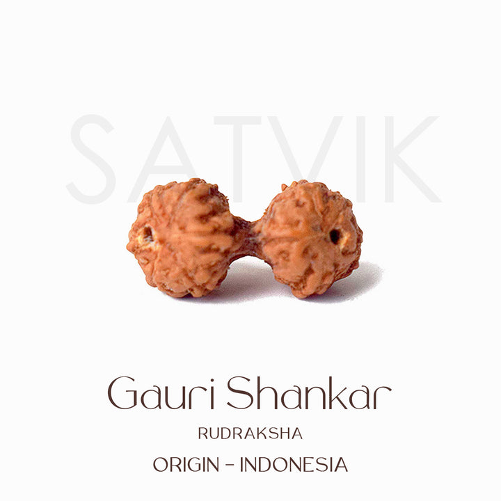 Certified Gauri Shankar Rudraksha bead in natural brown color from Indo origin placed on red cloth, symbolizing love, unity, and divine marital harmony. India’s Largest Pooja Accessories Brand - www.satvikstore.in