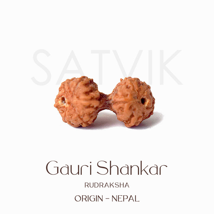 Certified Gauri Shankar Rudraksha bead in natural brown color from Indo origin placed on red cloth, symbolizing love, unity, and divine marital harmony. India’s Largest Pooja Accessories Brand - www.satvikstore.in