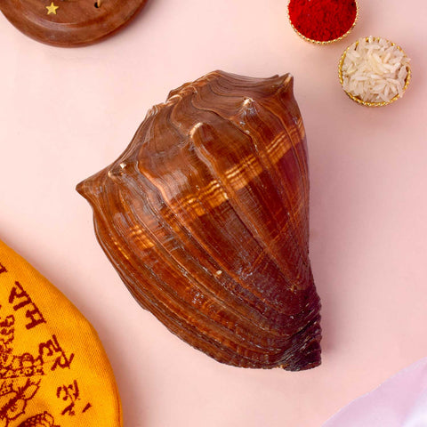 Natural 100% Original Brown Dakshnavarti Shankh for Pooja, Wealth, and Vastu Remedies. India’s Largest Pooja Accessories Brand - www.satvikstore.in