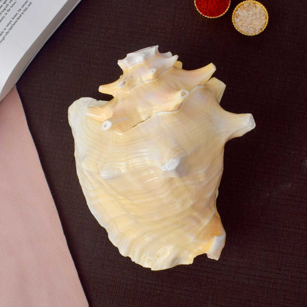 Dakshinavarti Annapurna Shankh (Conch Shell) for vastu and abundance – India’s Largest Pooja Accessories Brand – www.satvikstore.in