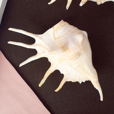 Panchmukhi Shankh (Lambis) – Divine Power, Protection & Energy Balance