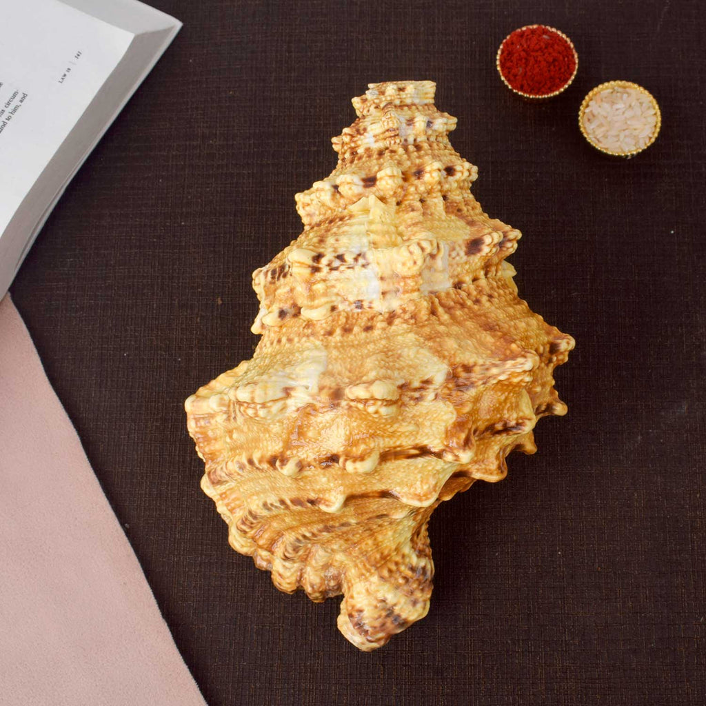 Sughosh Shankh (Bursa Bubo) for sacred sound and spiritual rituals – India’s Largest Pooja Accessories Brand – www.satvikstore.in

